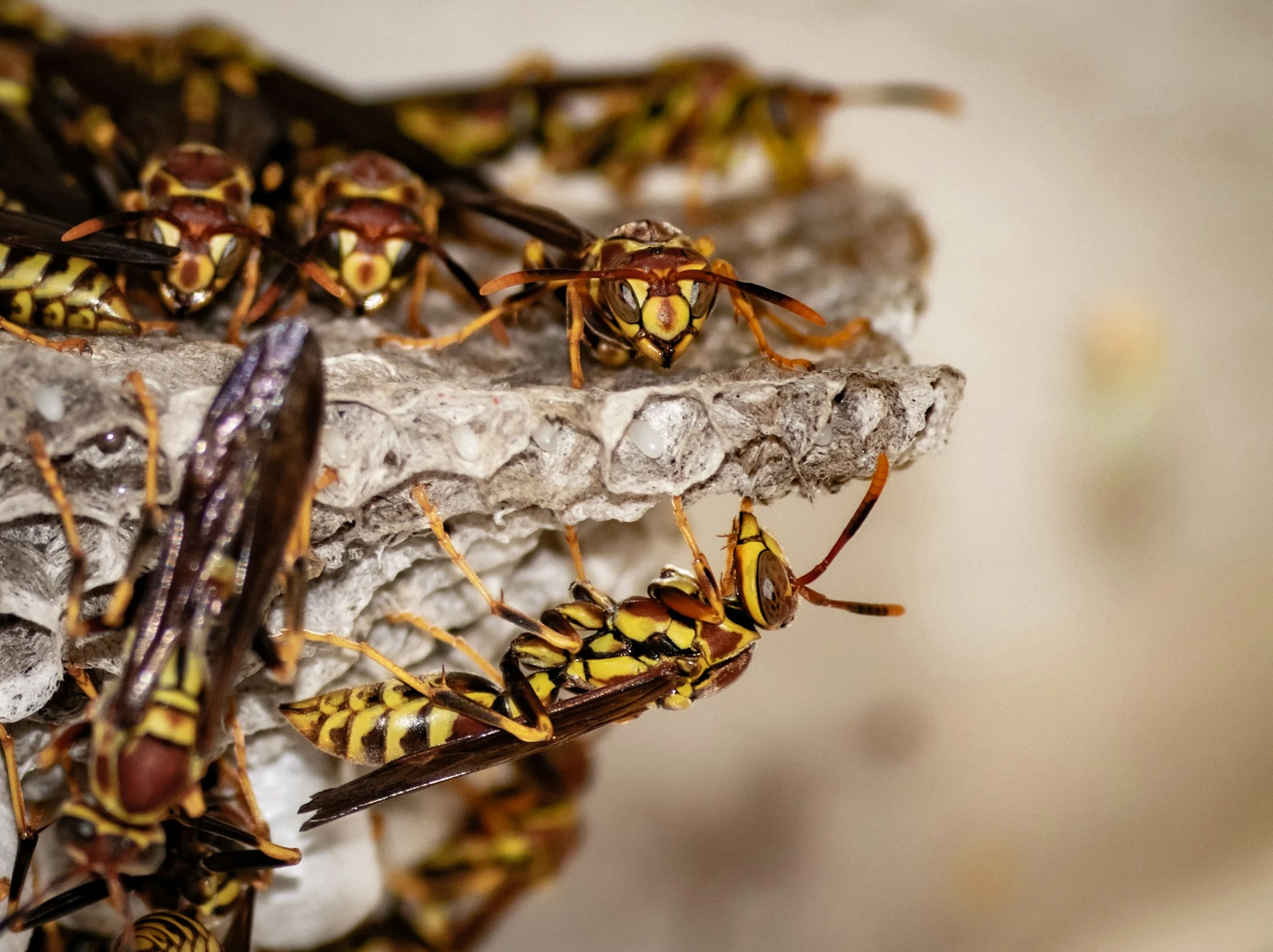 Gros plan de guêpes polistes sur leur nid en papier