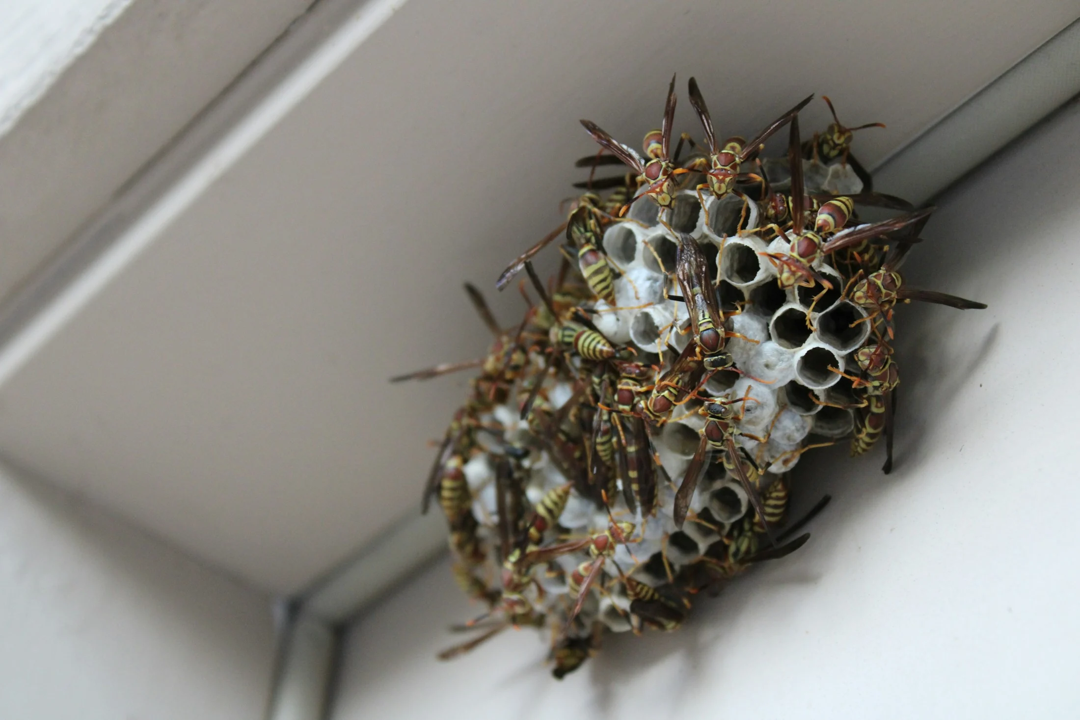 Guêpes rassemblées sur un nid en papier fixé au bâti